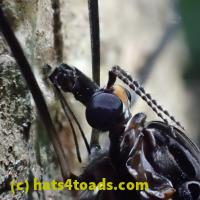 /home//u458753944/public_html/sourcegallery//Insects and small critters/flies (Diptera)/P7070258.JPG